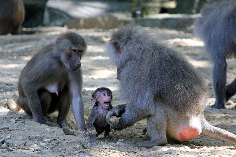 2010-08-24 (608) Aanranding en mishandeling gebeurd ook in de apenwereld.jpg